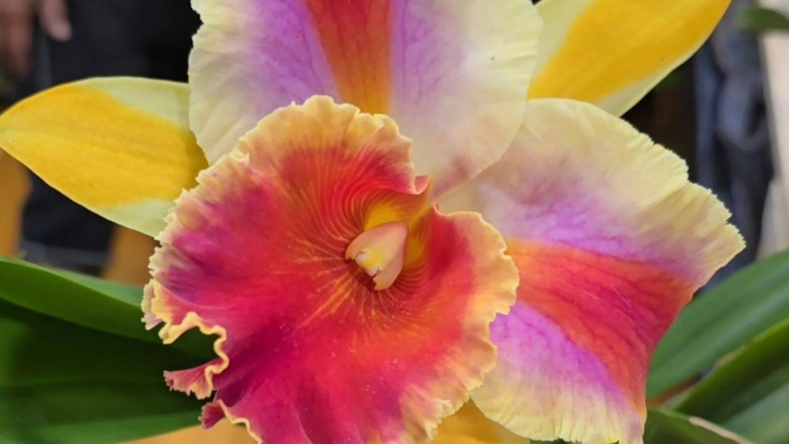 Orchids – PlantMadness