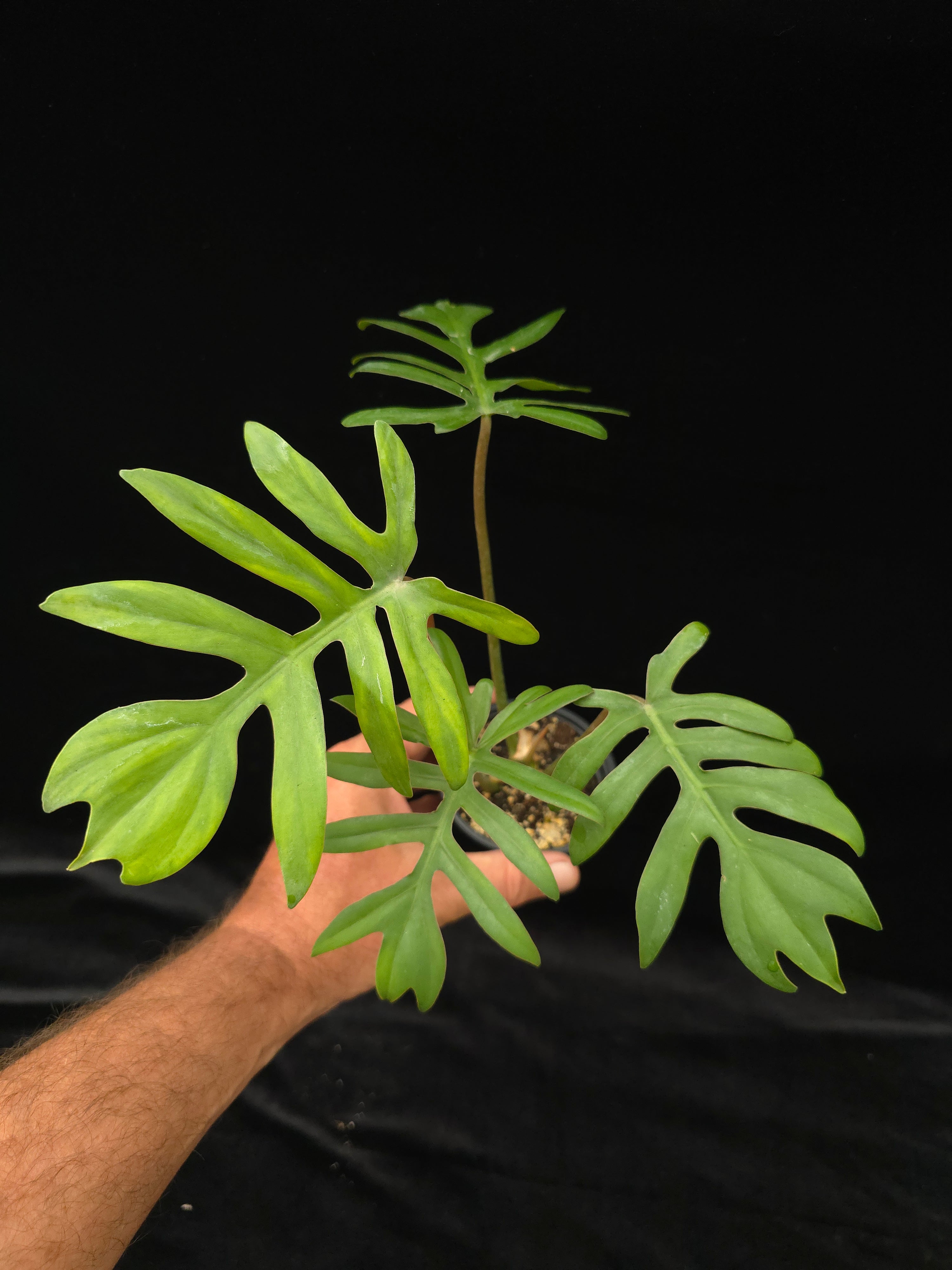 Philodendron Mayoi PlantMadness