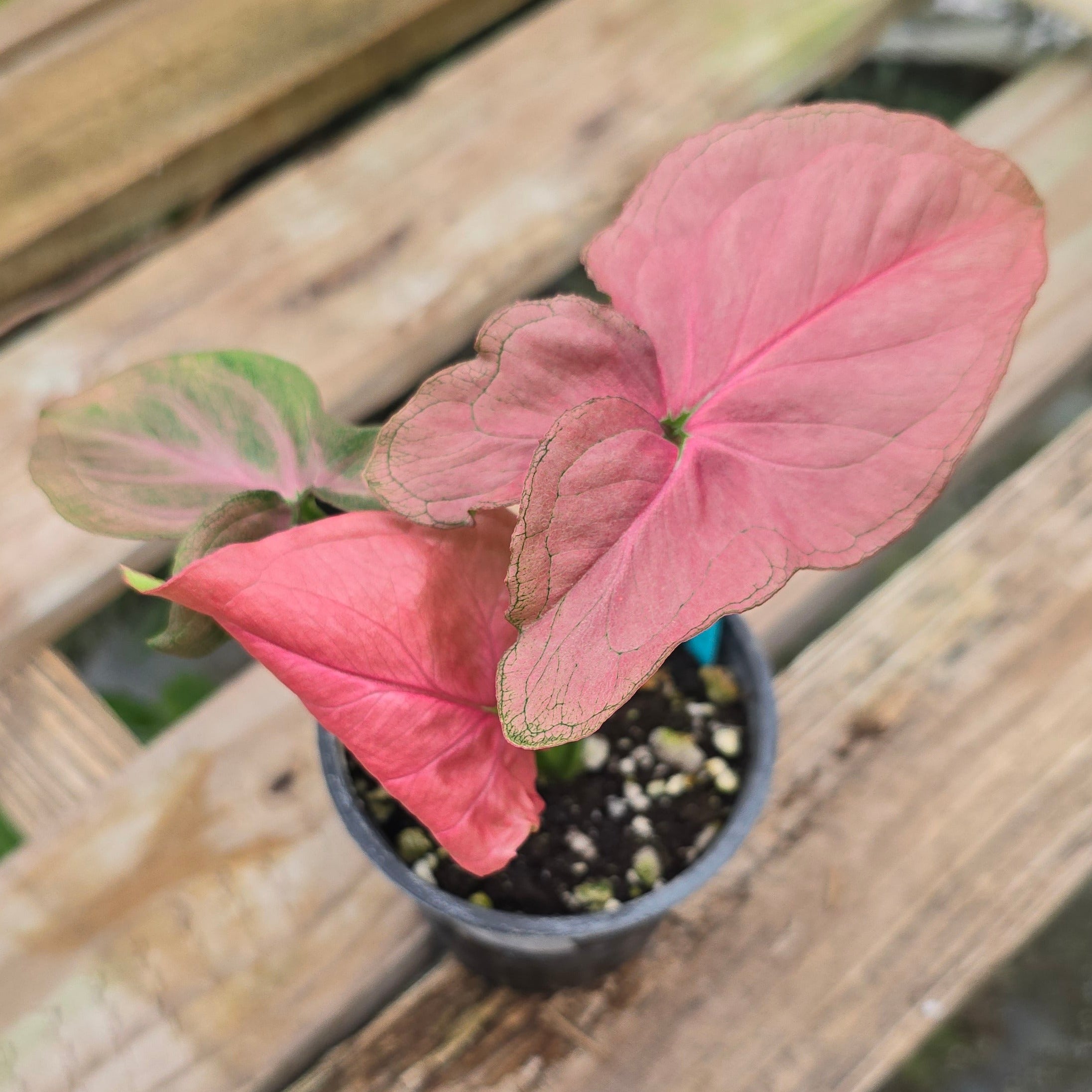 syngonium pink lava – PlantMadness