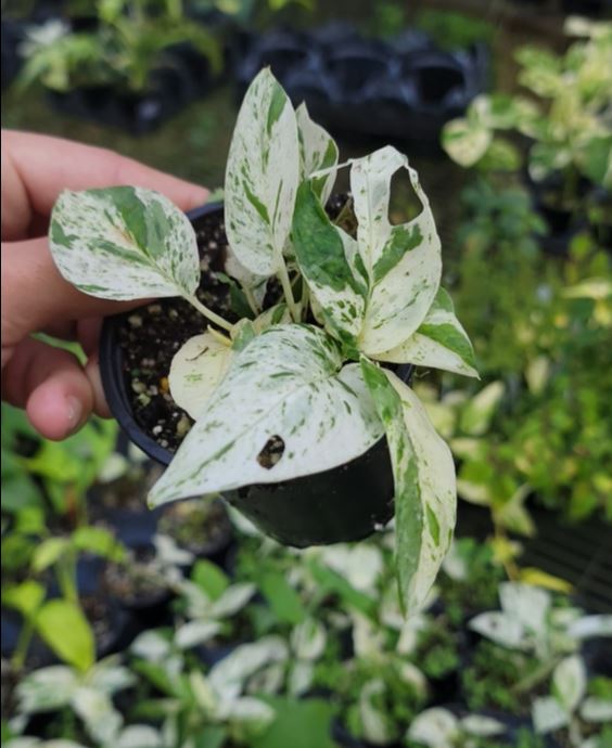 Epipremnum pinnatum MARBLE [growers choice]