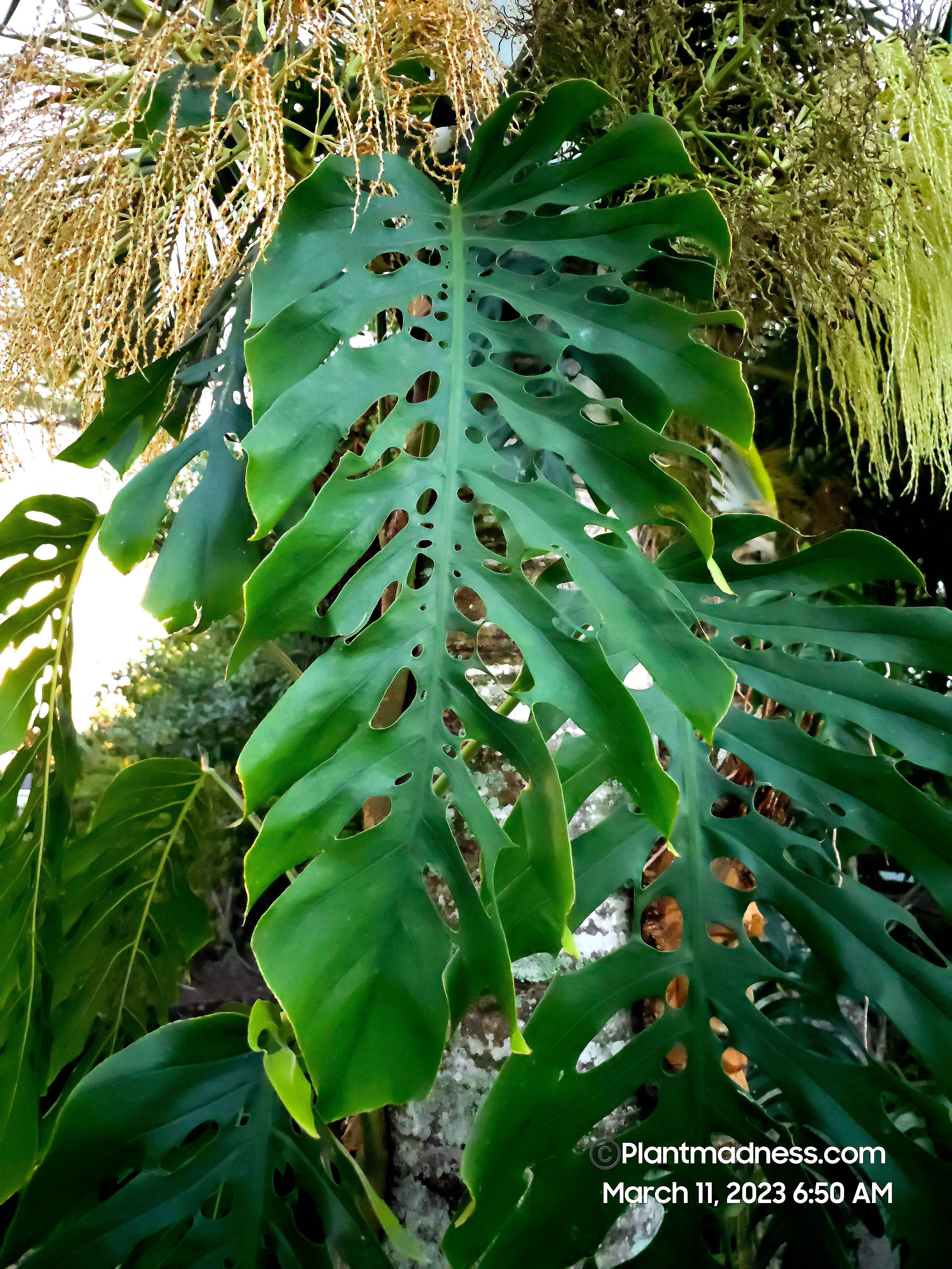 Monstera dubia PlantMadness