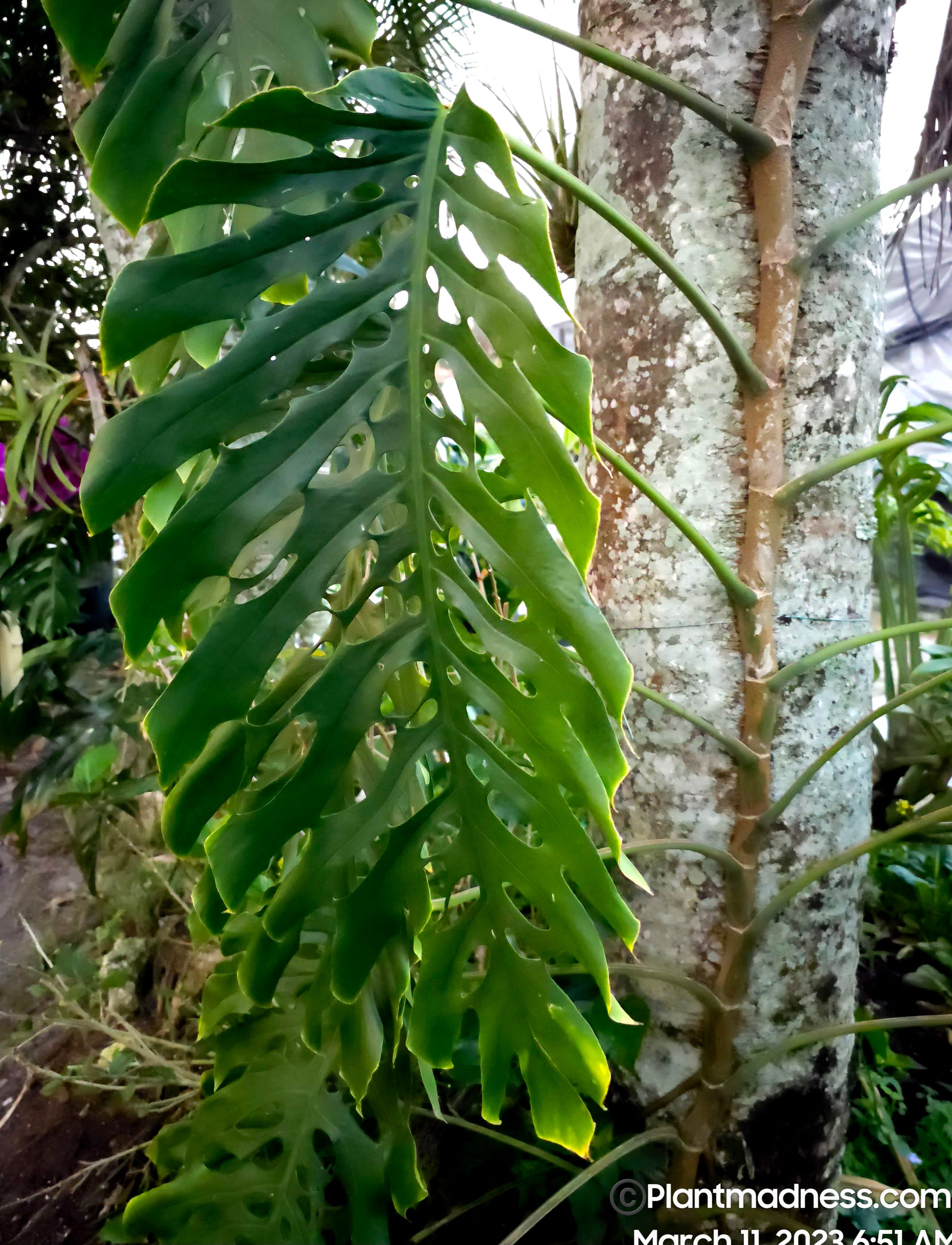 Monstera dubia PlantMadness