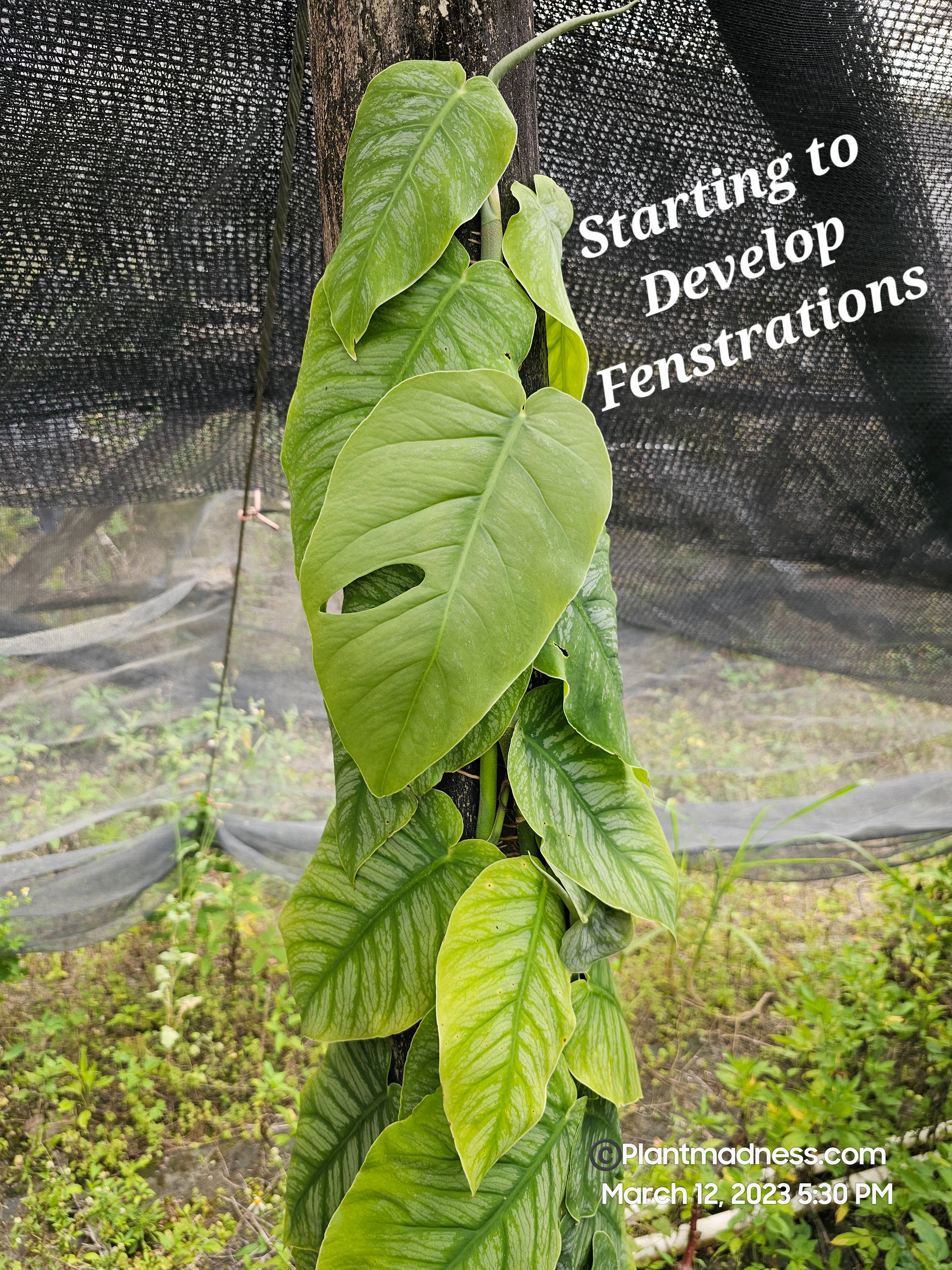 Monstera dubia PlantMadness