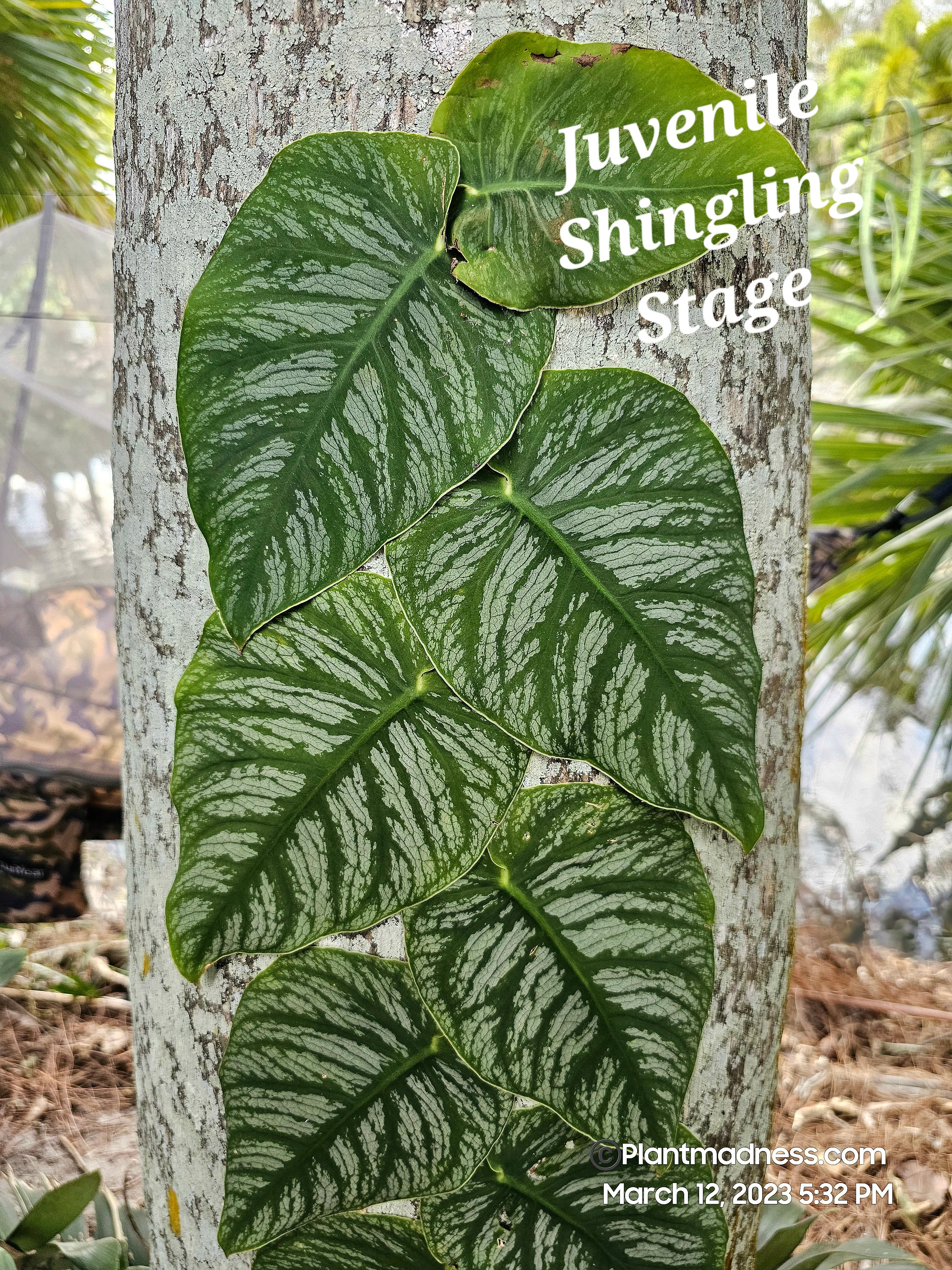 Monstera dubia PlantMadness