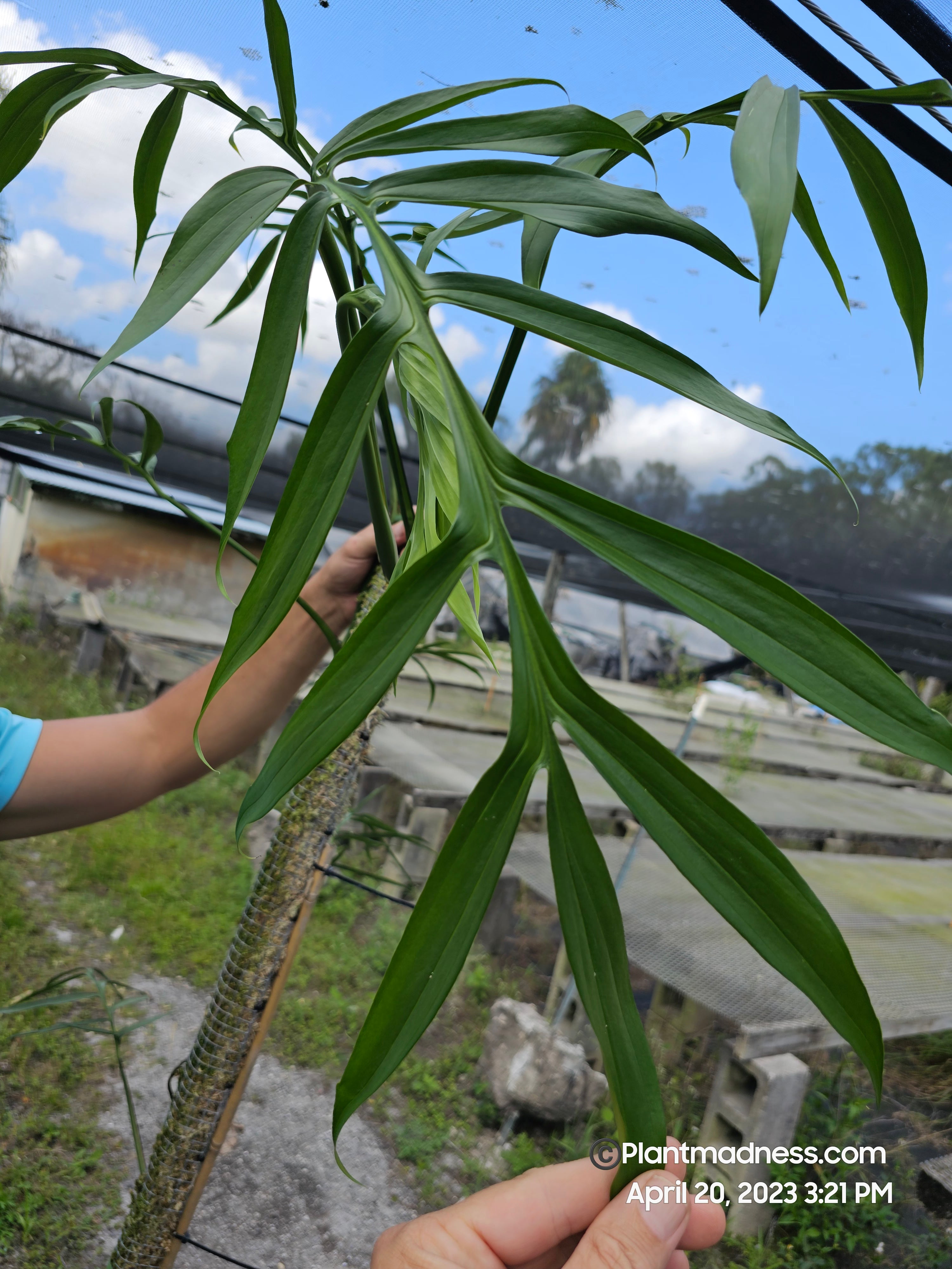 Monstera 2024 subpinnata