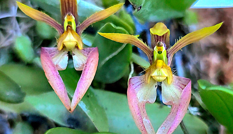 Bulbophyllum