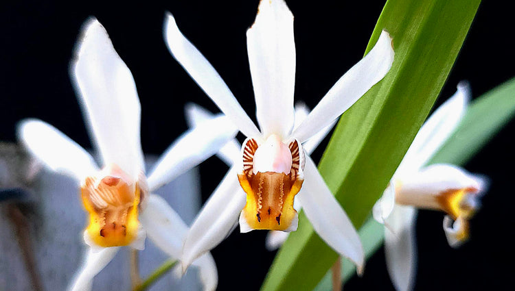 Coelogyne