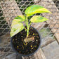 Epipremnum pinnatum sunburst PlantMadness