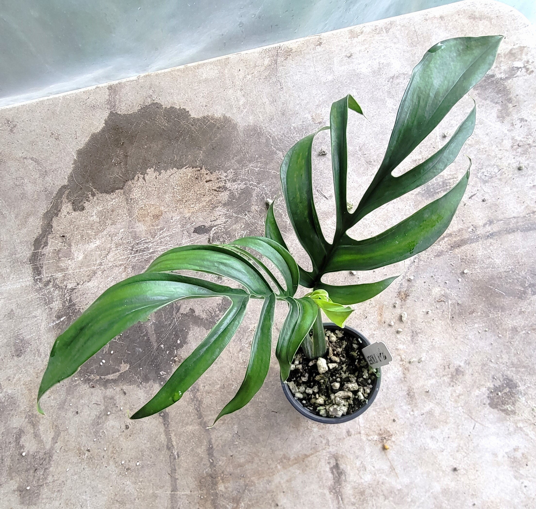 Monstera Pinnatipartita – PlantMadness