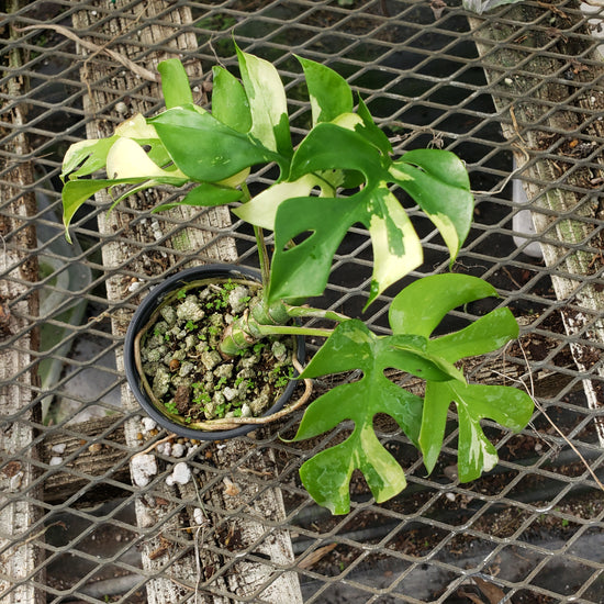 Rhaphidophora Tetrasperma Variegated PlantMadness