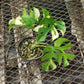 Rhaphidophora Tetrasperma Variegated PlantMadness