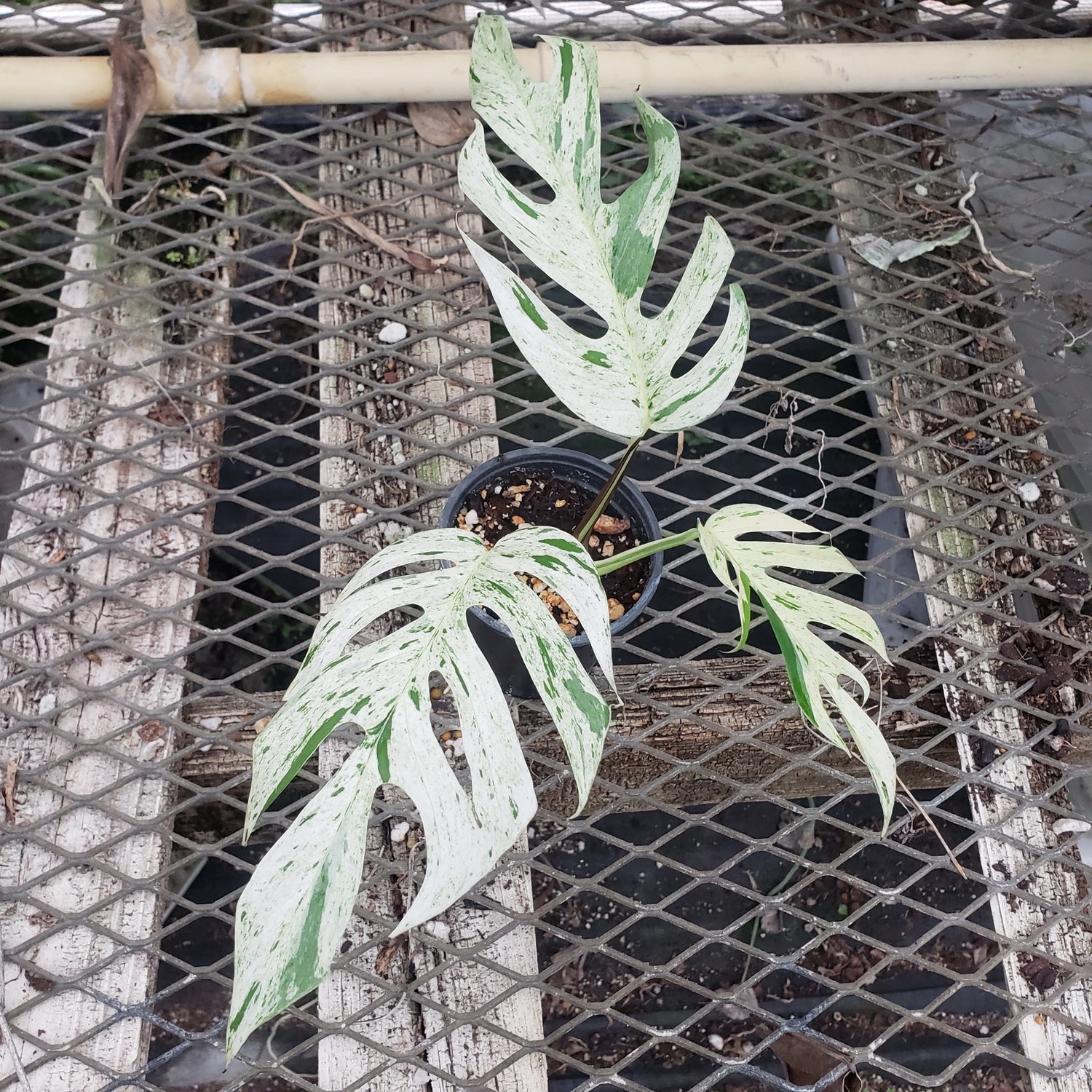Epipremnum pinnatum "MARBLE" [growers choice] PlantMadness
