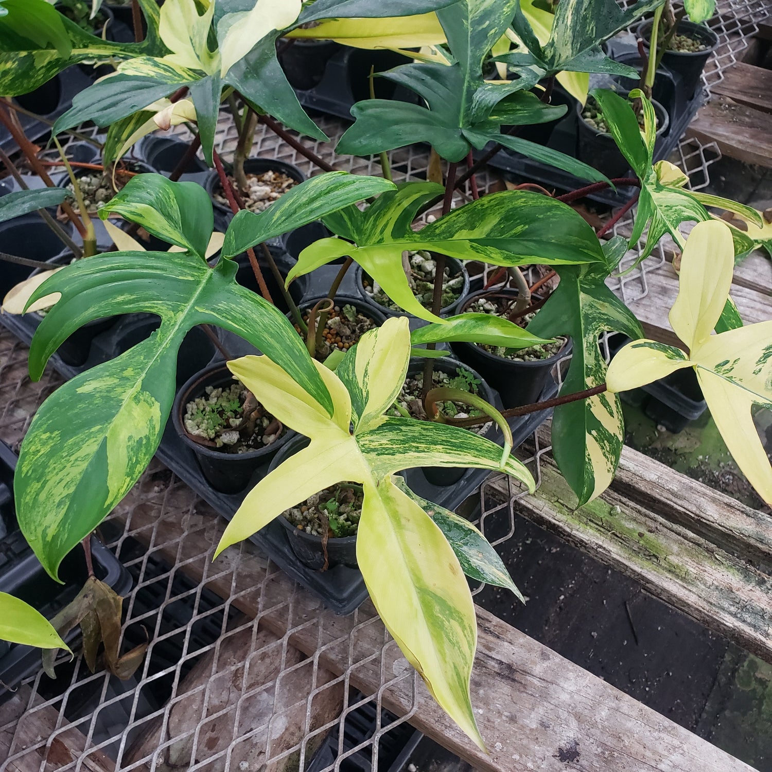 Philodendron Florida Beauty Variegated PlantMadness