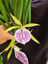 Brassocattleya Nakornpathome Silver PlantMadness