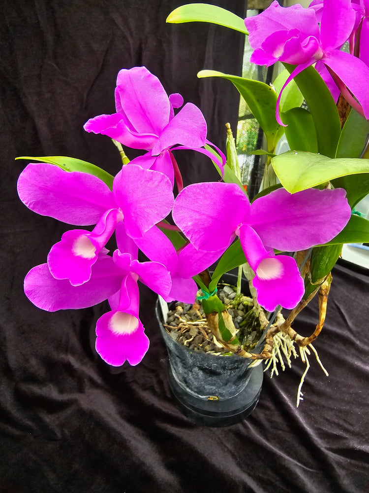 Cattleya skinneri "Heiti Jacobs " PlantMadness