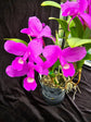 Cattleya skinneri "Heiti Jacobs " PlantMadness