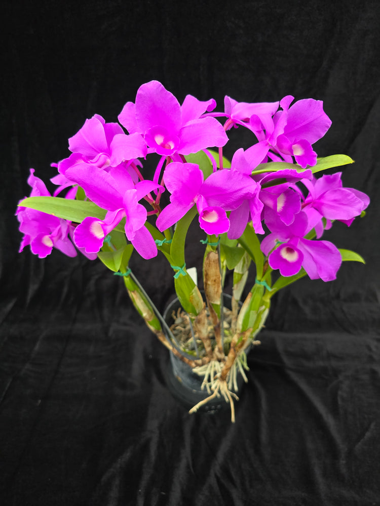 Cattleya skinneri "Heiti Jacobs " PlantMadness