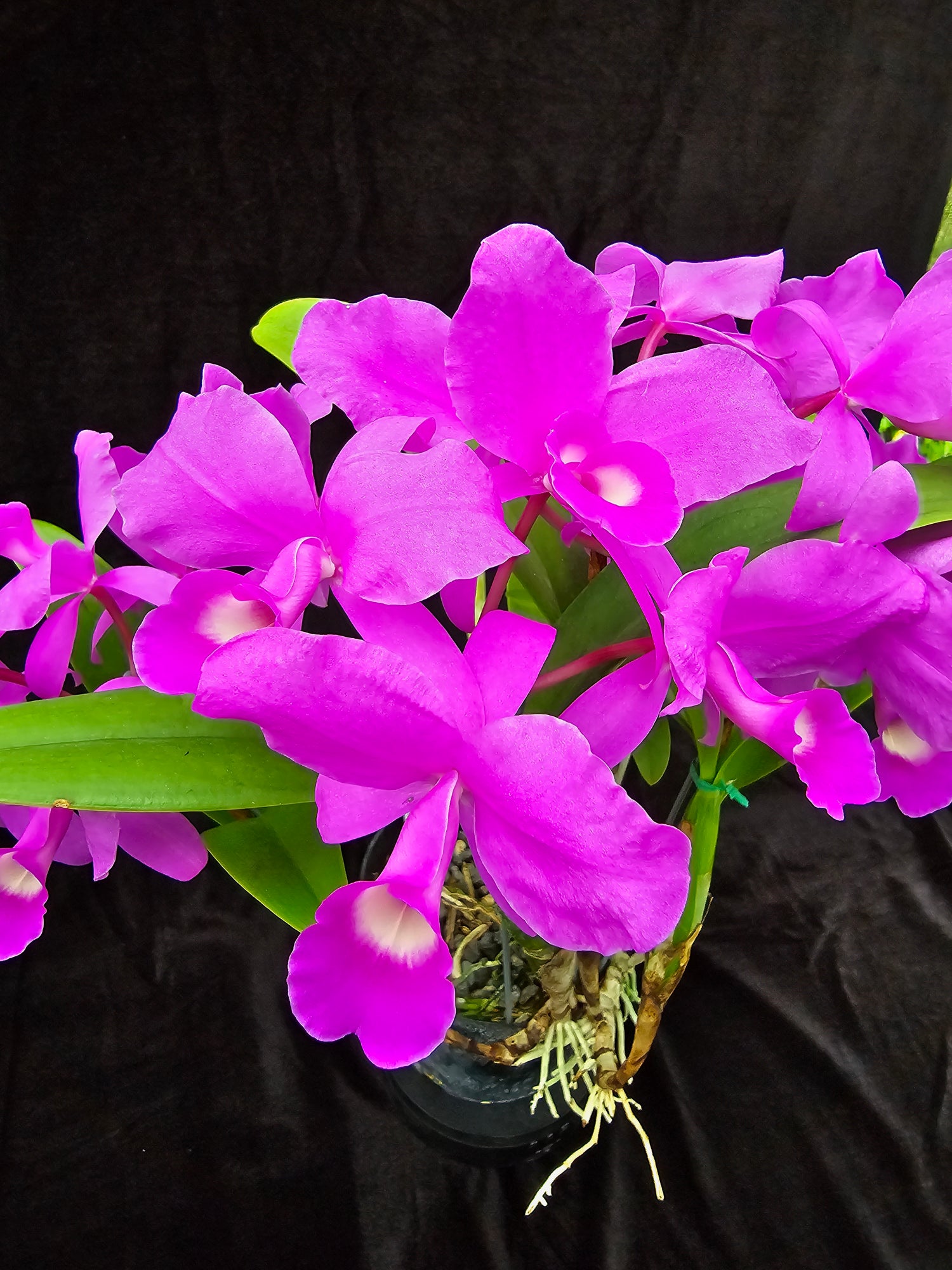 Cattleya skinneri "Heiti Jacobs " PlantMadness