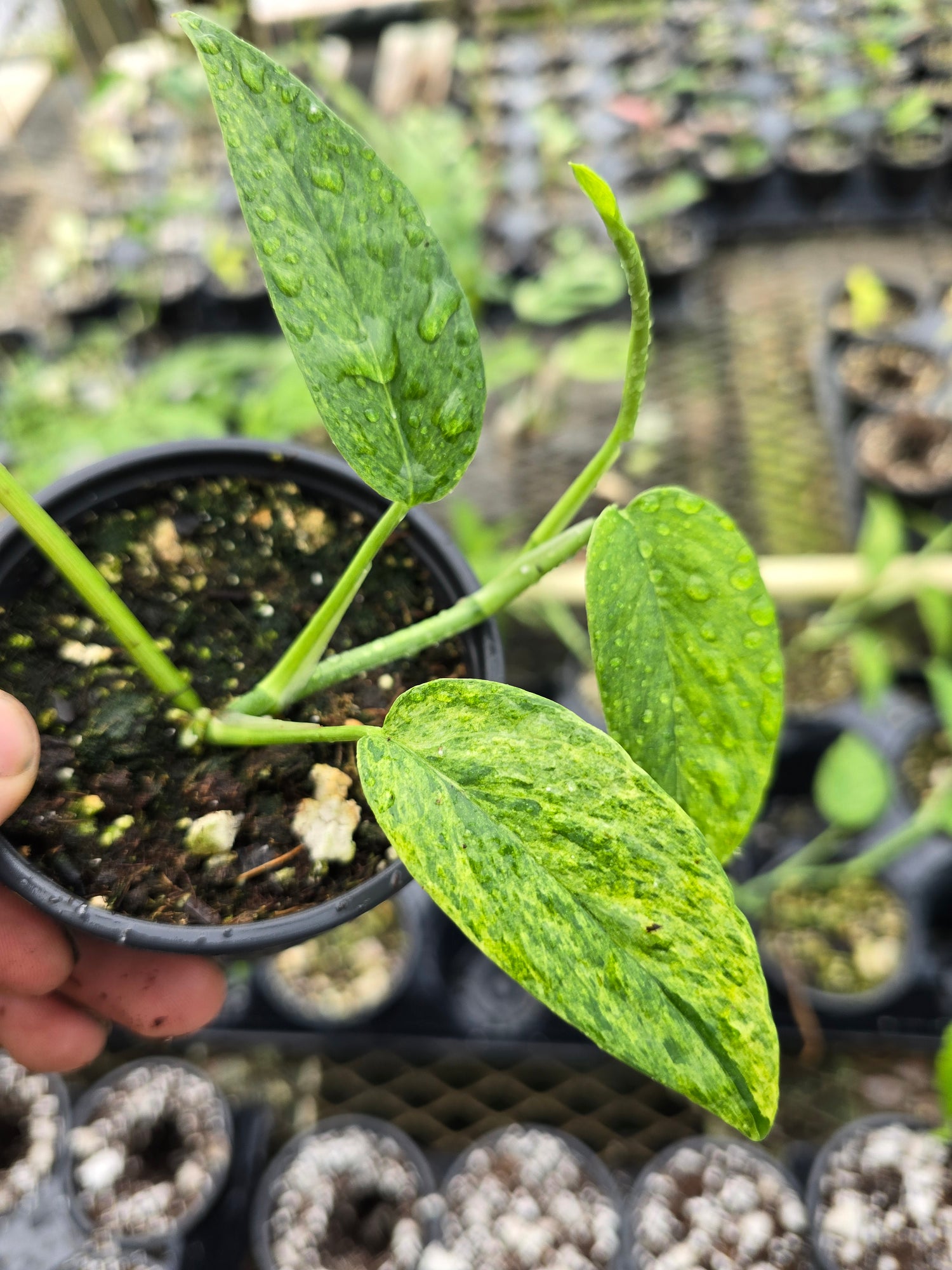Epipremnum pinnatum Mint PlantMadness