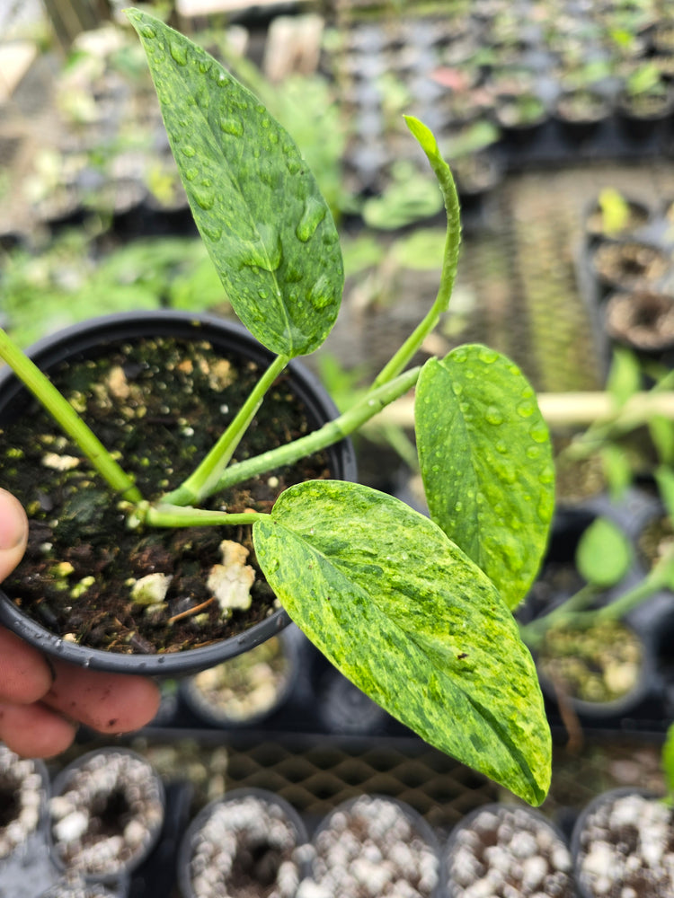 Epipremnum pinnatum Mint PlantMadness