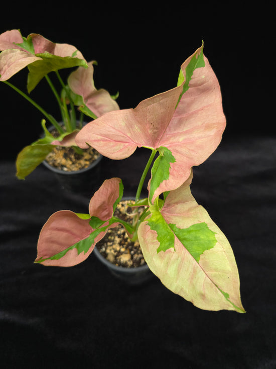 Syngonium Pink Lava PlantMadness