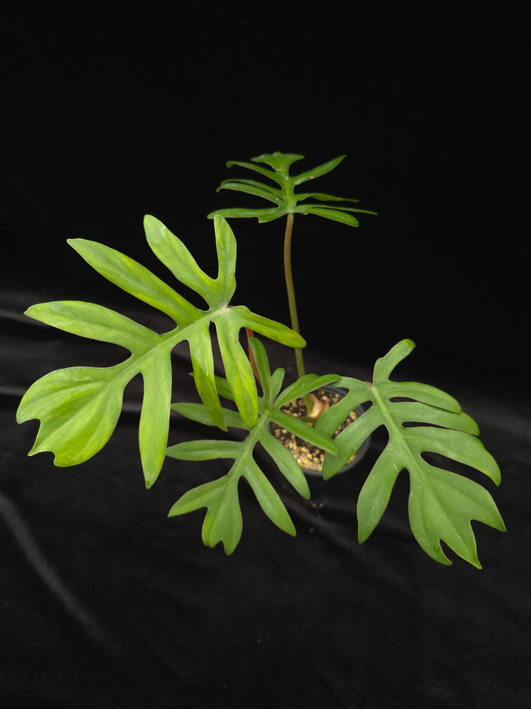 Philodendron Mayoi PlantMadness