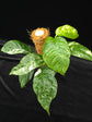 Rhaphidophora Puburela Variegated PlantMadness