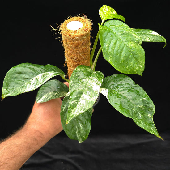 Rhaphidophora Puburela Variegated PlantMadness
