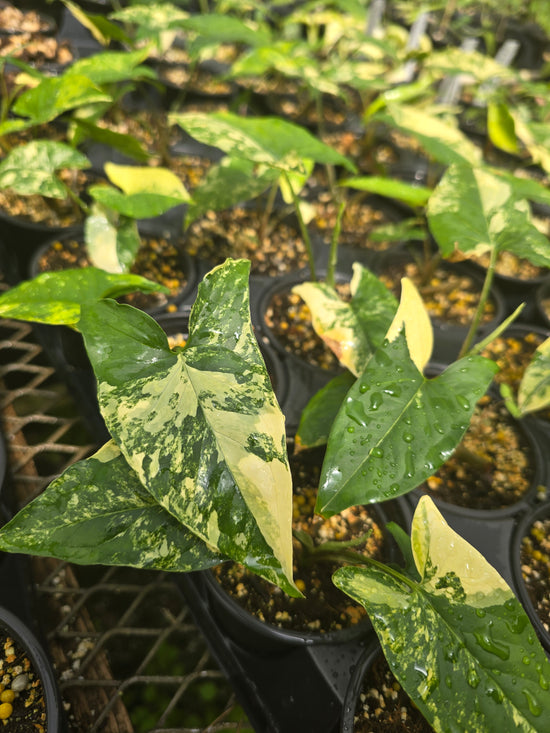 Syngonium Aurea PlantMadness