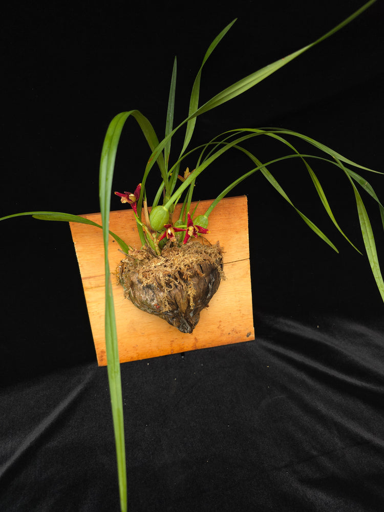 Maxillaria tenuifolia PlantMadness