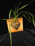Maxillaria tenuifolia PlantMadness