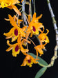 Dendrobium Chanthaboon Sunrise PlantMadness