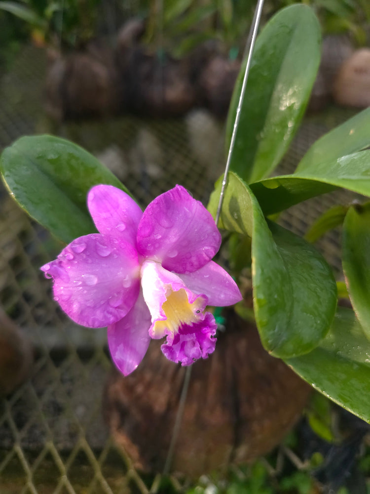 Ctt. Doris and Byron "Christmas Rose" PlantMadness