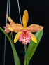 Rhynchobrassoleya Copper Queen PlantMadness