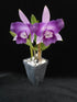 Cattleya Cariad&