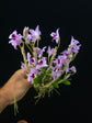 Dendrobium parishii (Copy) PlantMadness