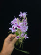 Dendrobium parishii (Copy) PlantMadness