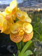 Vanda Buttercream Delight (Swn-497) PlantMadness