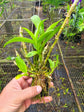 Dendrobium parishii PlantMadness