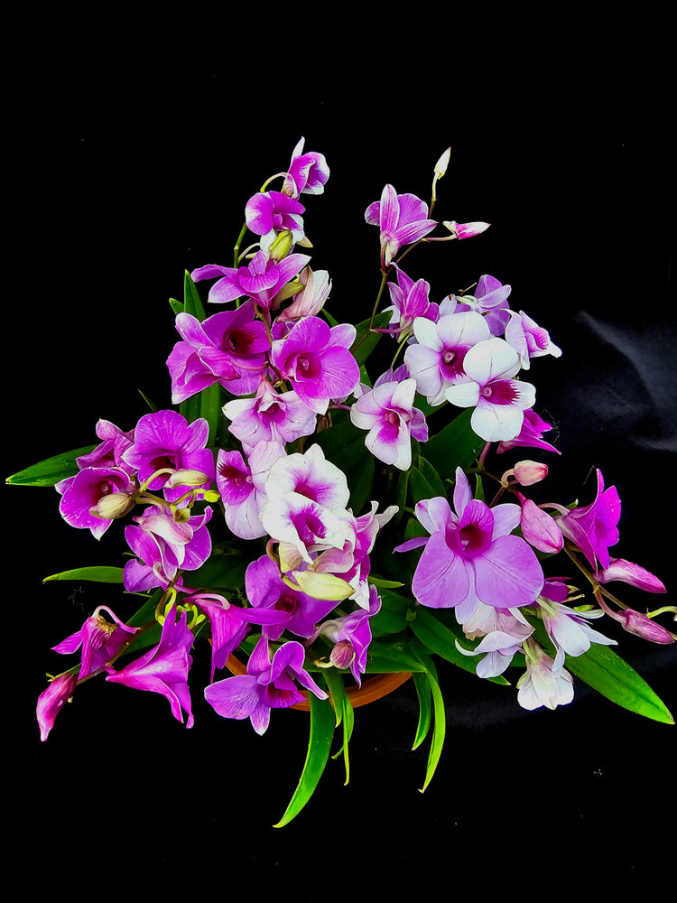 Dendrobium Cupid&