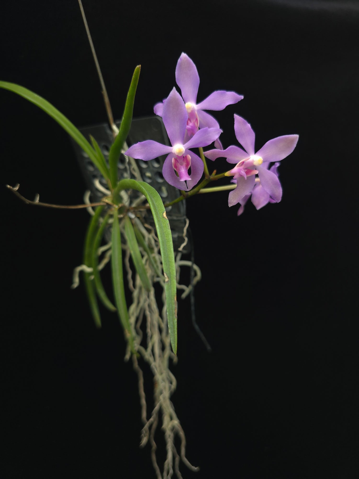 Vanda Serpentilingua X Vanda Lou Sneary PlantMadness