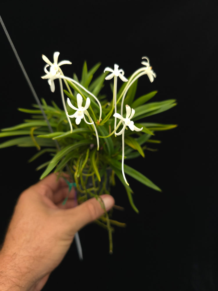 Vanda Falcalta (multiple growth points) PlantMadness