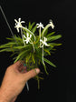 Vanda Falcalta (multiple growth points) PlantMadness