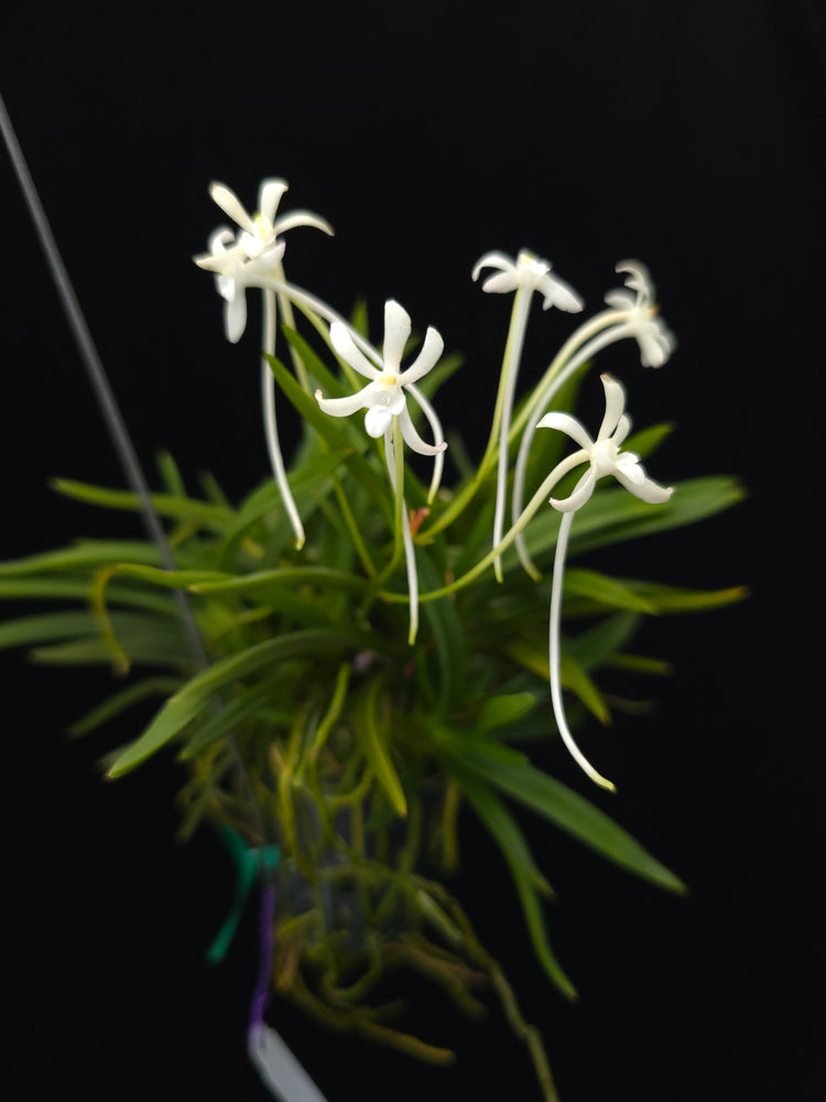 Vanda Falcalta (multiple growth points) PlantMadness