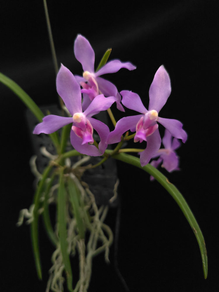 Vanda Serpentilingua X Vanda Lou Sneary PlantMadness