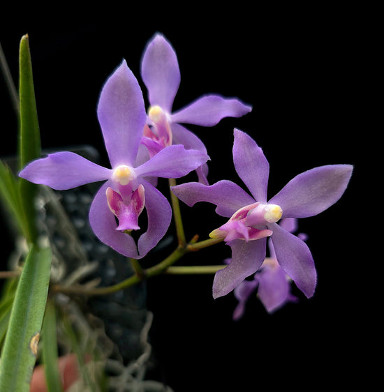 Vanda Serpentilingua X Vanda Lou Sneary PlantMadness