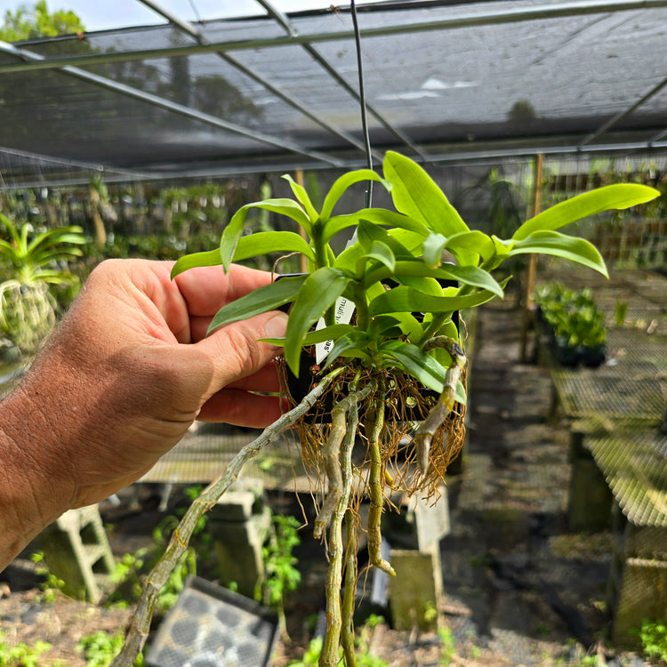 Dendrobium primulinum, var. Laos PlantMadness