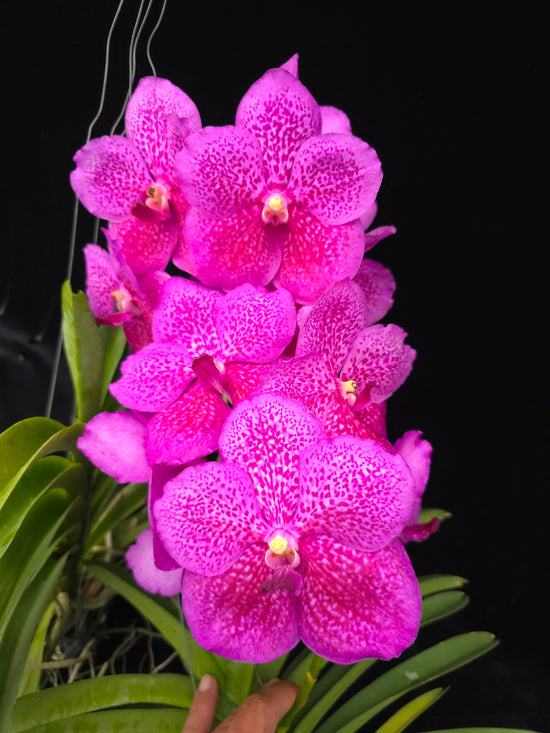 Vanda Blitz X Fuchs PlantMadness