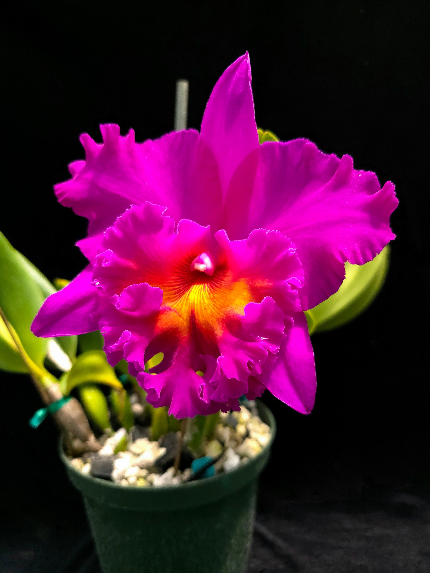 Rlc. Pink Empress "Bright Sun" PlantMadness