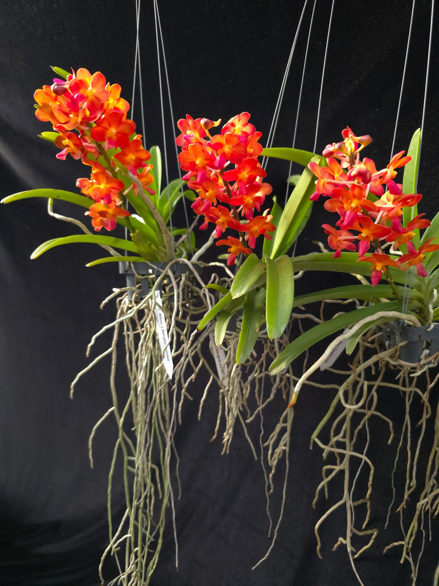 Vanda Willas x Bangkok Sunset PlantMadness